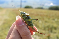 Psorodonotus illyricus