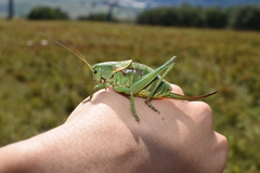 Psorodonotus illyricus