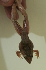 Ptychadena anchietae