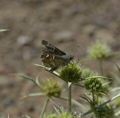 Muschampia orientalis
