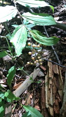 Maianthemum racemosum