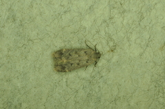 Dichomeris ventrellus