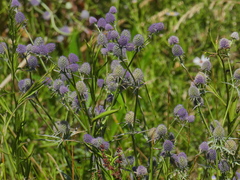 Eryngium articulatum