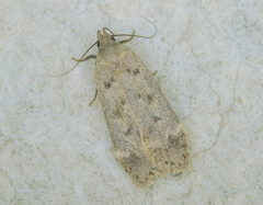 Dichomeris ventrellus