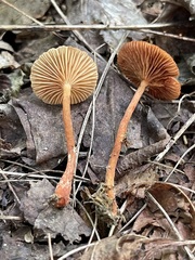 Lactarius subserifluus