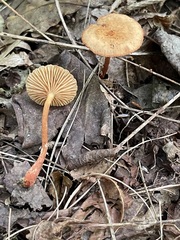 Lactarius subserifluus