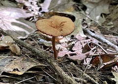 Lactarius subserifluus