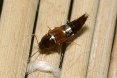 Tachyporus nitidulus