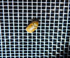 Cryptocephalus octomaculatus