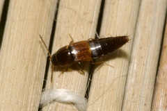 Tachyporus nitidulus