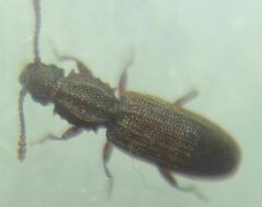 Oryzaephilus surinamensis