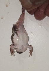 Tomopterna cryptotis