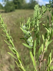 Rhopalomyia gemmaria