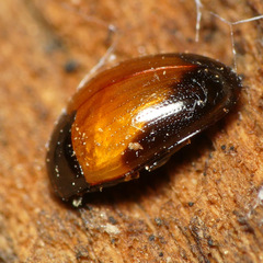 Tritoma pulchra