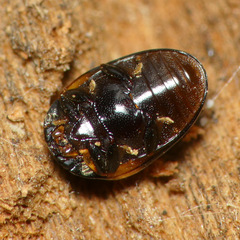 Tritoma pulchra