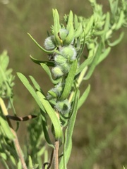 Rhopalomyia gemmaria