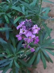 Erysimum linifolium