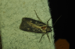 Actebia fennica