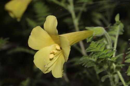 Image of Polemonium pauciflorum by (c) Arturo Castro Castro, some rights reserved (CC BY)
