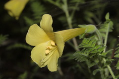 Polemonium pauciflorum melindae
