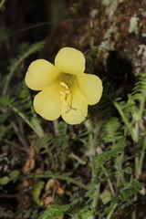 Polemonium pauciflorum melindae