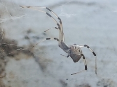 Latrodectus