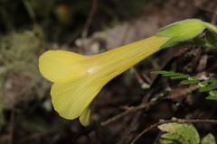 Polemonium pauciflorum melindae