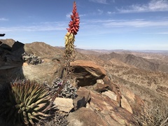 Aloe erinacea