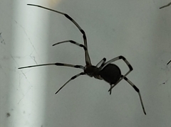 Latrodectus