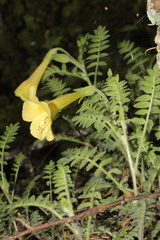 Polemonium pauciflorum melindae