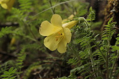 Polemonium pauciflorum melindae