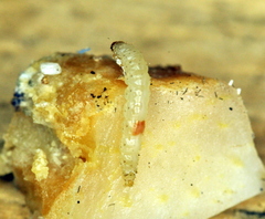 Acrolepiopsis assectella