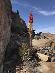 Aloe erinacea