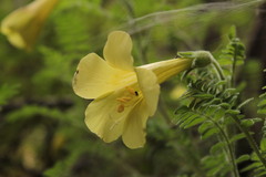 Polemonium pauciflorum melindae