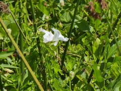 Calystegia sepium limnophila