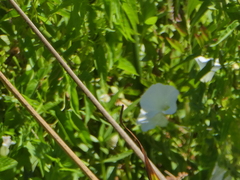 Calystegia sepium limnophila