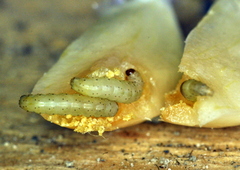 Acrolepiopsis assectella