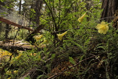 Polemonium pauciflorum melindae