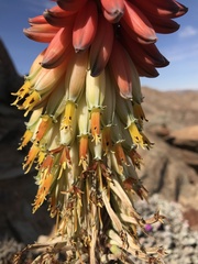 Aloe erinacea