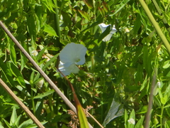 Calystegia sepium limnophila
