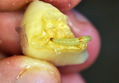 Acrolepiopsis assectella
