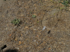 Pontia protodice
