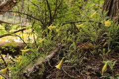 Polemonium pauciflorum melindae