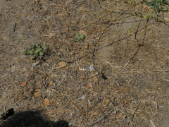Pontia protodice