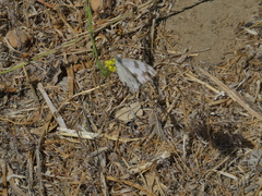 Pontia protodice