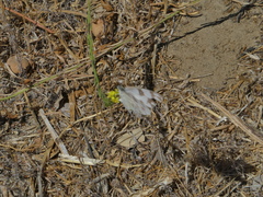 Pontia protodice