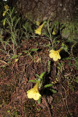 Polemonium pauciflorum melindae