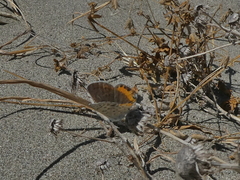 Icaricia acmon