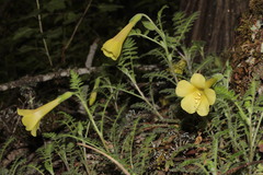 Polemonium pauciflorum melindae