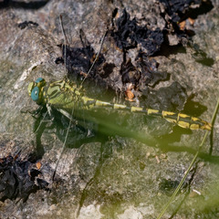 Ophiogomphus morrisoni
